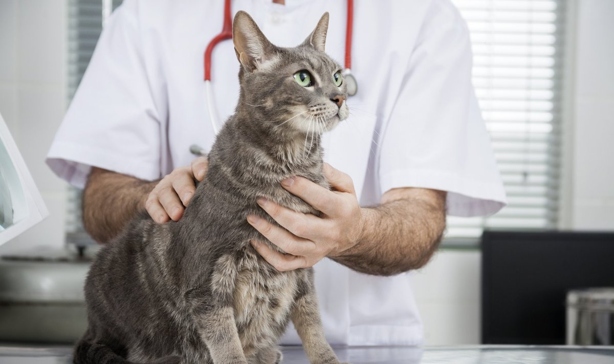 Katė veterinarijos klinikoje