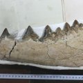 Peru rasta senovinio keturkojo banginių pirmtako fosilijų