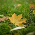Vaikiškas klausimas – kodėl rudenį lapai pagelsta ir parausta?
