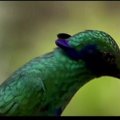 Mokslininkai: kolibris greitai skrenda tam, kad atvėsintų kūną