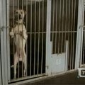 Gilėjant finansinei krizei, Ukrainoje daugėja šeimininkų paliktų šunų