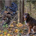 Palikto šuns drama virpina vilniečių širdis: jau 2 metus nesitraukia nuo prie sodybos augančio medžio