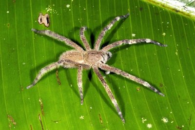 Brazilijos klajojantis voras 