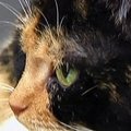 Prieš 5 metus Kolorade dingusi katė atsirado Niujorke