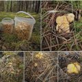 Dzūkai jau renka ankstyvąsias voveraites – pirmuosius grybus ruošia senoviniu būdu