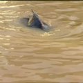 Į Buenos Airių prieplauką atklydęs banginis palydėtas į atvirus vandenis