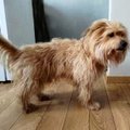 Vilniuje dingo šunelis Meškis: šeimininkai prašo pagalbos