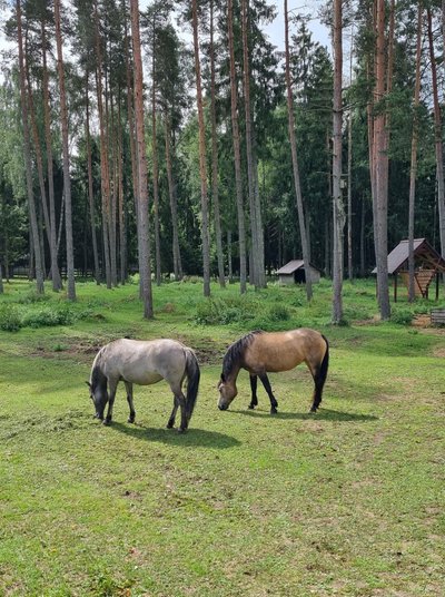 Tarpanė ir Žemaitukė Žvėrinčiuje