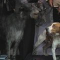 Vestminsterio šunų veislyno klubo parodoje debiutuos šešios šunų veislės