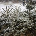 Sniegas pasitrauks iš Lietuvos: galima lijundra, plikledis, rūkas
