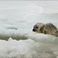 Dėl klimato pokyčių mažėja grenlandinių ruonių