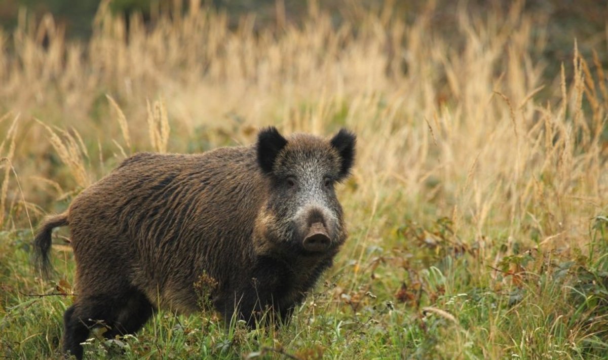 Šernai Lietuvoje kol kas kiaulių maro neplatina