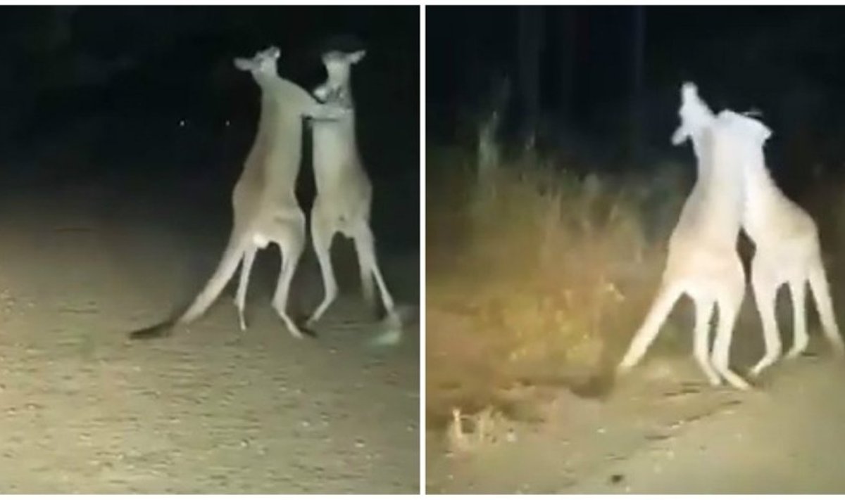 Besimušančios kengūros