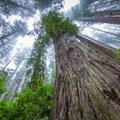 Valstybinių miškų urėdijai nustatytos didesnės nei ji prašė miško priežiūros, apsaugos ir pertvarkymo normos