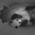 Vienos zoologijos sode panda susilaukė jauniklio