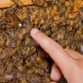 Paslaptingų bičių mirčių priežastis - Lietuvos ūkininkai?