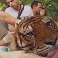 Izraelio zoologijos sode tigrą gydo akupunktūra