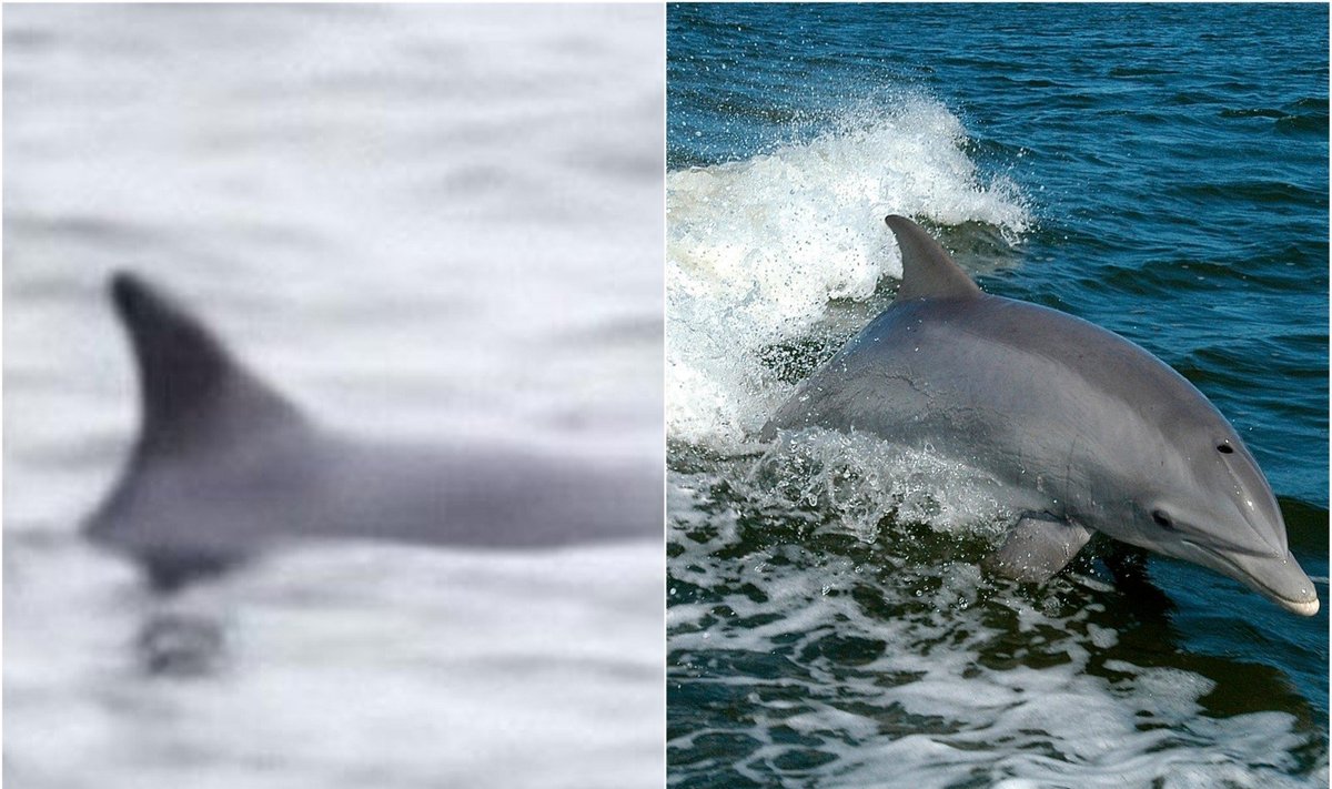 Baltijos jūroje pastebėtas delfinas
