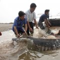 Kinijoje kilo pavojus daugiau nei 140 mln. metų egzistuojančioms žuvims