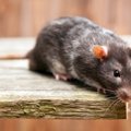 В Австралии полицейские вернули бездомному потерянную ручную крысу