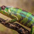Lietuvos zoologijos sode – egzotiški gyvūnai iš Madagaskaro