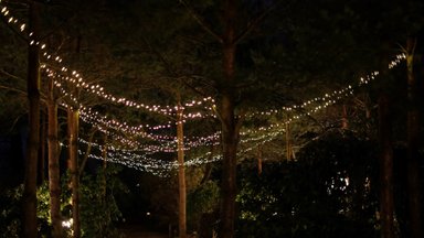 Šiaulių botanikos sode laukia pasakiški vaizdai: žiemojančius augalus puoš šimtai lempučių ir žvakių liepsnelių