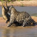 Išskirtinis fotoreportažas: užfiksuota krokodilo ir jaguaro dvikova