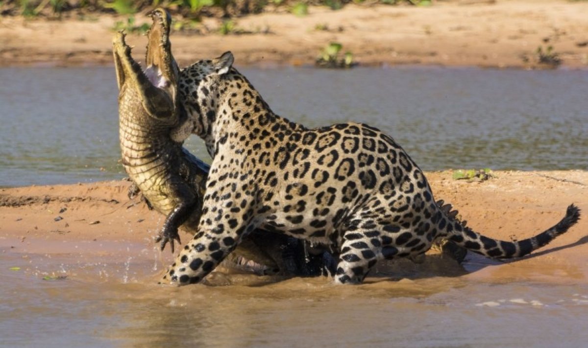 Jaguaras puola kaimaninį krokodilą/ Justin Black nuotr.