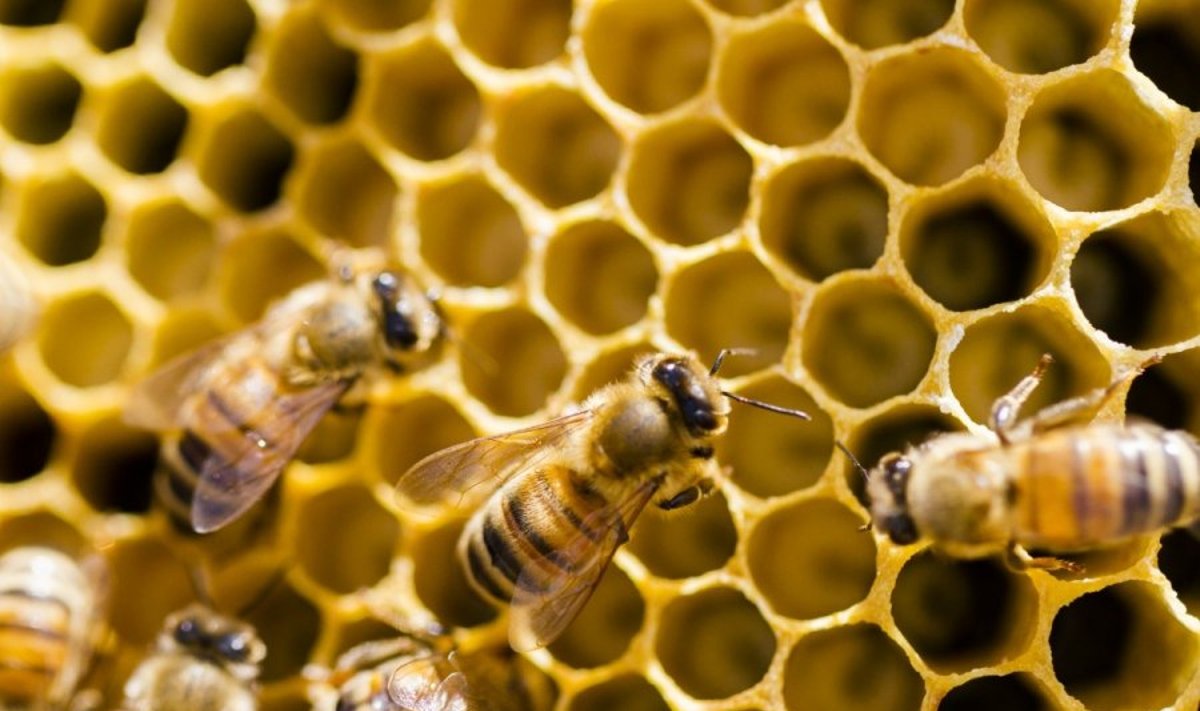 Parodoje bus pristatomos lietuviškos bitininkystės tradicijos