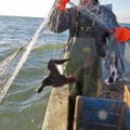 Žvejai galvoja, ką daryti, kad tinkluose sugautų mažiau paukščių