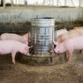 Vokietijos ūkiuose plintanti infekcija paveiks kiaulienos kainas Lietuvoje