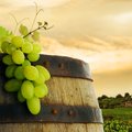 Europoje nauja krizė - smunka vynuogynų derlingumas