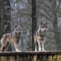Anykščių rajono ūkininkai: vilkai laksto miestelio centre