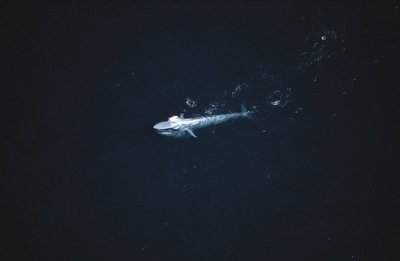 Nykštukinis mėlynasis banginis