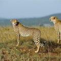 Greičiausias sausumos gyvūnas planetoje – ne gepardas