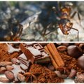 Kaip susiję skruzdės ir kakavos medžiai arba Kas atiminėja mūsų šokoladą?