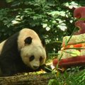 Honkongas švenčia seniausios nelaisvėje gyvenančios pandos gimtadienį