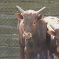 Nauji „Mini Zoo“ gyventojai Klaipėdoje: liūtė ir afrikietiškos karvės