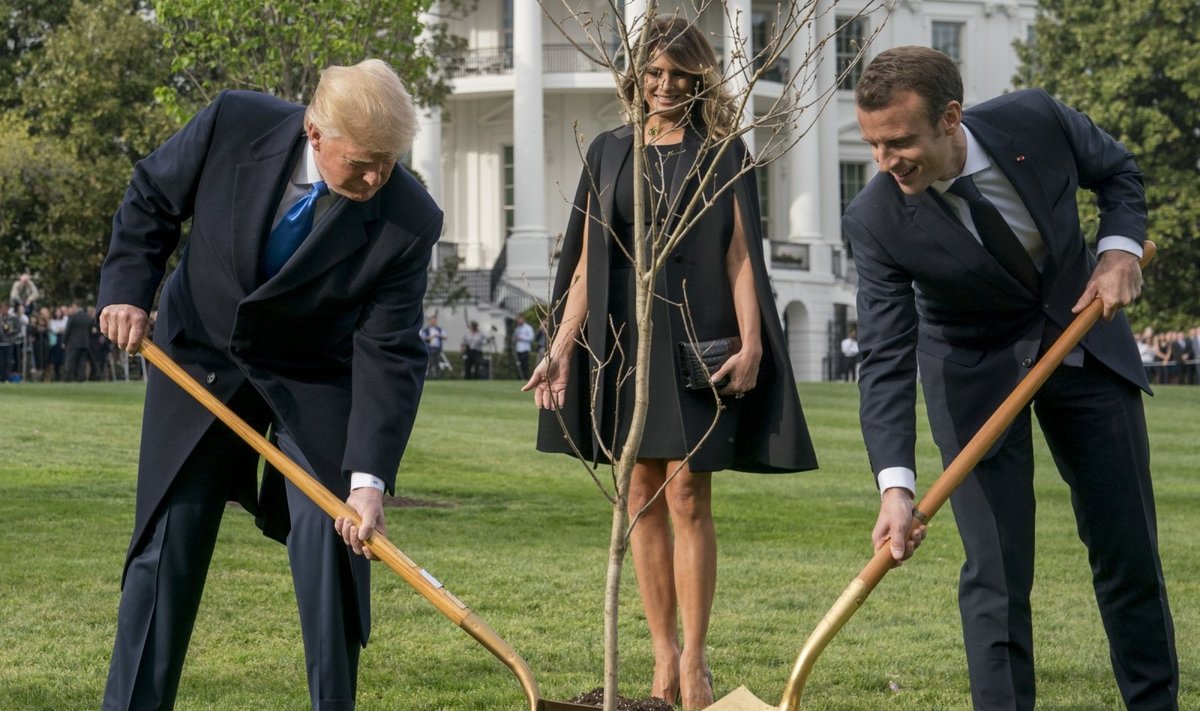 Vašingtone nunyko D. Trumpo ir E. Macrono draugystę simbolizavęs medelis