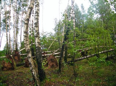 Audros išvartyti medžiai Prienų rajone, Sobuvos kaime, Vytenio Gudžiūno nuotr.