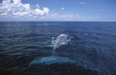 Nykštukinis mėlynasis banginis