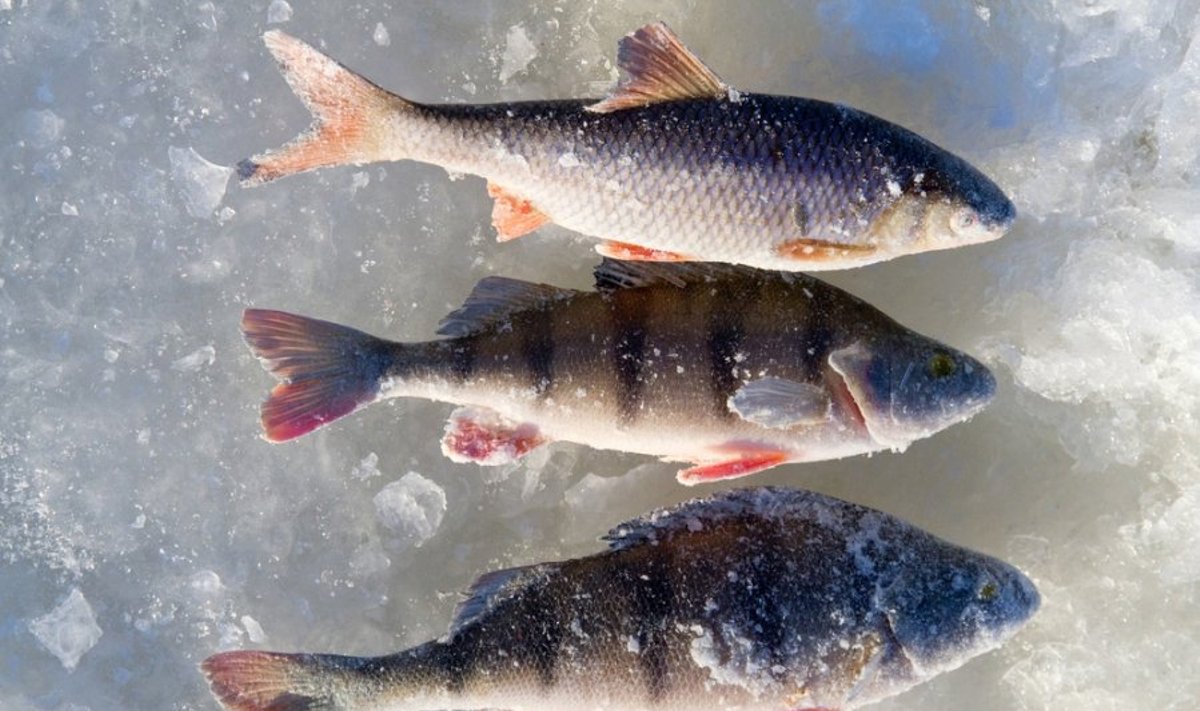 Dalyje Lietuvos vandenų sugautos žuvies valgyti nevertėtų