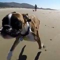 Išskirtinis vaizdo įrašas: dvikojis bokseris skuodžia paplūdimiu