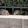 Stoties rajoną užplūdo žiurkės – vilniečiai fiksuoja jų gaujas