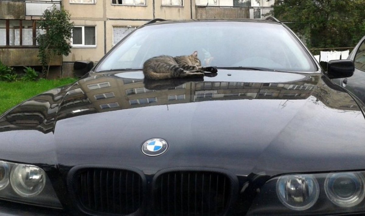 Žirmūnų gyventojai juokaudami teigia, jog laukinės katės laukia į kiemą įvažiuojančių automobilių, kaip mobilių šildytuvų. Ir prastesnių palaipiojimui dažniausiai nesirenka
