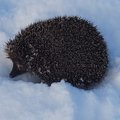 Atšilę orai iš žiemos miego budina gyvūnus: Vilniuje pusnyse aptiktas ežiukas