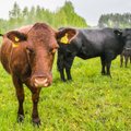 Lithuanian dairy farmers 'can expect support from EU' - Attaché