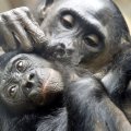 Teisme aiškinosi, ar beždžionėms galioja žmogaus teisės