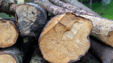 Nauji rekordai – kiek uždirbo Valstybinė miškų urėdija