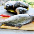 Kaip atpažinti šviežią žuvį: pagrindiniai požymiai